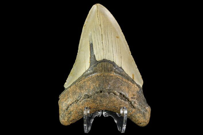 Fossil Megalodon Tooth - North Carolina #109681